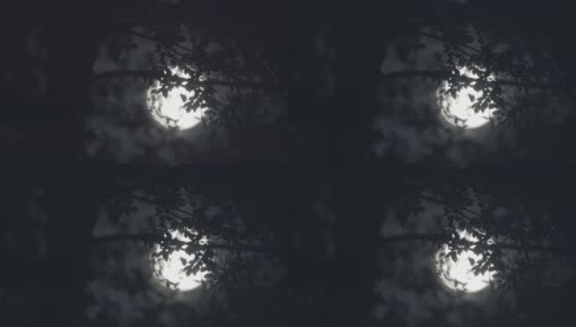 满月之夜，月亮穿过树林高清在线视频素材下载