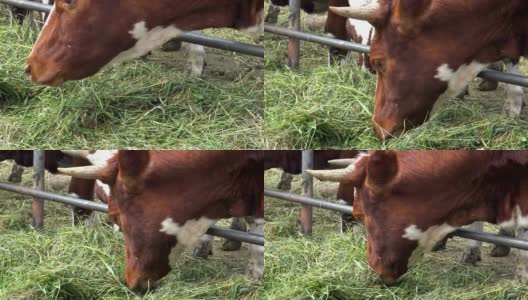 围场里的牛离得很近。高清在线视频素材下载