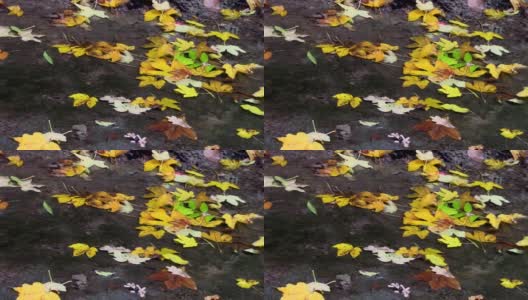 近距离的水流过多彩的秋叶高清在线视频素材下载