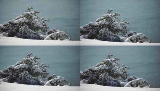 雪和冰下的杜松树枝和球果，在阴天下雪天。雪后霜冻的冬天。大自然永无止境的美丽。雪下的杜松子高清在线视频素材下载
