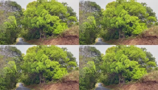 乡间小路上的樟树高清在线视频素材下载