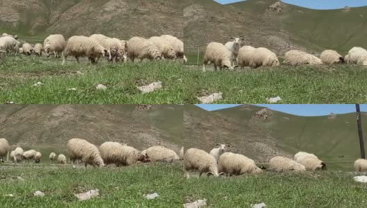 一群在西藏草原上吃草的羊高清在线视频素材下载