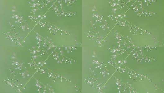 芦苇草的花高清在线视频素材下载