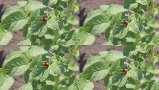 马铃薯丛上科罗拉多马铃薯甲虫幼虫的特写镜头。花园里的害虫防治。昆虫摧毁农作物。科罗拉多甲虫的幼虫-农业害虫。高清在线视频素材下载