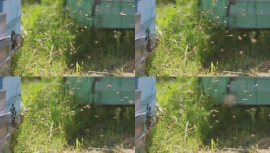 蜜蜂在蜂箱周围飞舞。一群蜜蜂在蜂巢周围飞舞的特写。高清在线视频素材下载