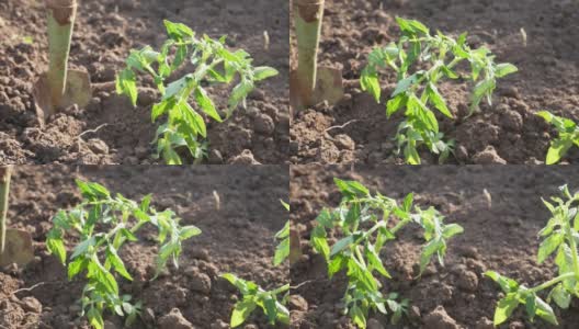 Outdoor-planted番茄幼苗高清在线视频素材下载