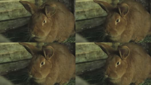 红矮兔回头看高清在线视频素材下载