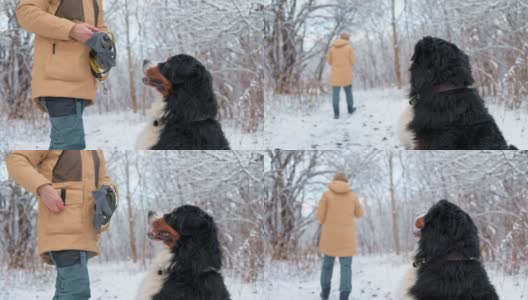狗的训练。一位妇女正在雪原森林里训练她的伯尔尼山狗。她一边合上自己的口袋，一边不停地给狗狗喂食，然后走开，留下狗狗坐在最前面。高清在线视频素材下载