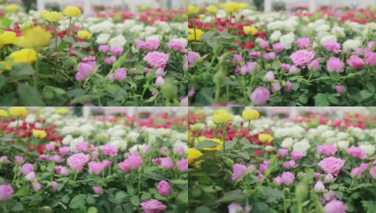 可爱的玫瑰。花厂里有成千上万种不同颜色的玫瑰。平稳飞行。高清在线视频素材下载