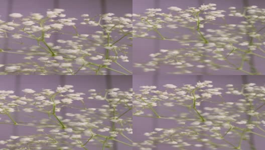 白色的小花的gypsophila特写在一个光的背景。高清在线视频素材下载