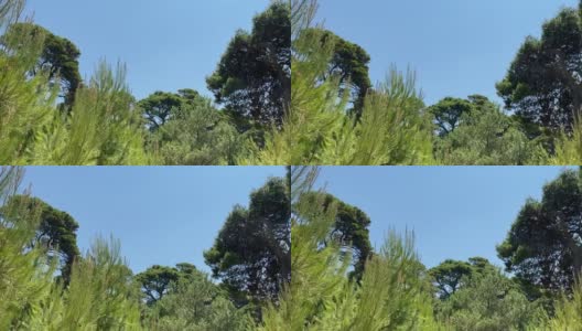 夏季的针叶林。针叶树常绿茂密的冷杉树，地中海松树映衬着晴朗的蓝天。田园诗般的自然景观。高清在线视频素材下载