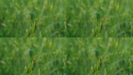 一只红色斑点瓢虫在一个天然的绿色背景下从一片草叶上起飞高清在线视频素材下载