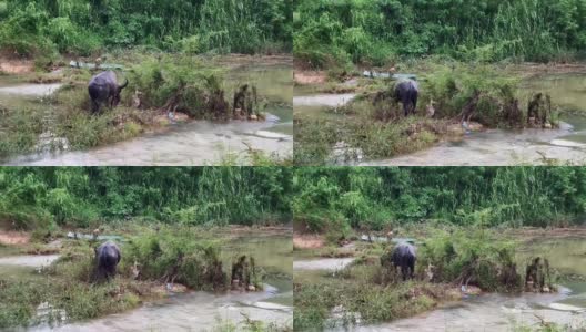 水牛在NGAO，南邦市，泰国。傍晚大雨过后，水牛在河边的草地上吃草。高清在线视频素材下载