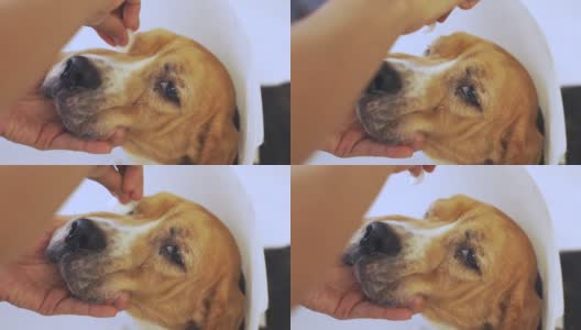 近距离4K的老比格犬，带着保护性塑料项圈，在主人人的手中清洁着眼睛，表达了动物和人类对照顾她的宠物的爱和友谊，表达了善良。高清在线视频素材下载