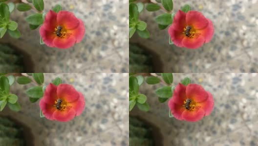 蜜蜂为盆景植物的花朵授粉高清在线视频素材下载