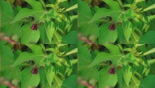 一只棕色飞蛾正栖息在树上，一动不动，不动。叶芽在风中摇摆。树叶是绿色的，背景是绿色的草。高清在线视频素材下载