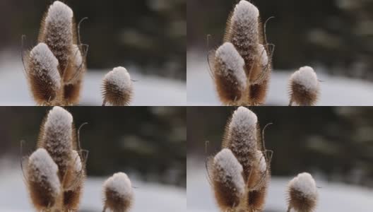 小雪堆在蓟植物上高清在线视频素材下载