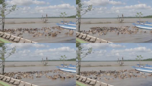 在开阔水域养鸭高清在线视频素材下载