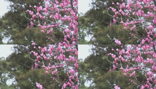 雪花飘落在梅花上。日本的冬季景观。高清在线视频素材下载