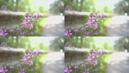 蜜蜂在公园路边的粉红色野花上采集花蜜高清在线视频素材下载