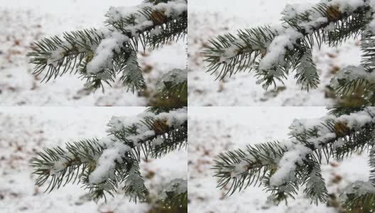 针叶树的枝头覆满了雪花和阳光高清在线视频素材下载