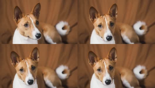 有趣的红白巴森吉狗的肖像，在相机上看，近距离。高清在线视频素材下载