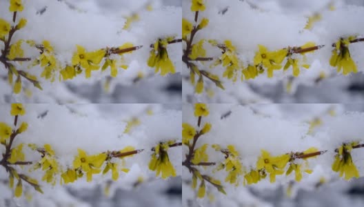 Yellow flowers on a bush covered with a layer of snow in spring close-up.高清在线视频素材下载