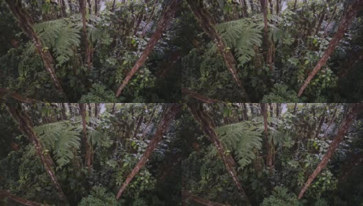厄瓜多尔马什皮的云雾森林，满是绿色的树木、植物和藤蔓。关闭了拍摄高清在线视频素材下载