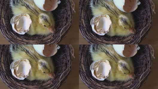 窝里的新生小鸭子高清在线视频素材下载