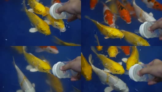 人类用手喂食鲤鱼高清在线视频素材下载