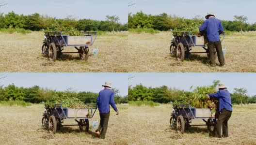 农民把花生装进拖车高清在线视频素材下载