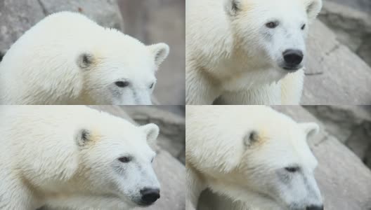 polarbear高清在线视频素材下载