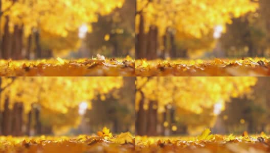 秋天的城市公园里一片落叶。美丽的自然环境高清在线视频素材下载