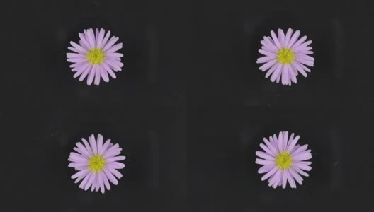 缓慢旋转的丁香花在黑色的背景高清在线视频素材下载
