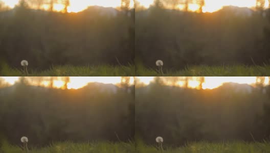 广角拍摄的蒲公英在一个草地在日落高清在线视频素材下载