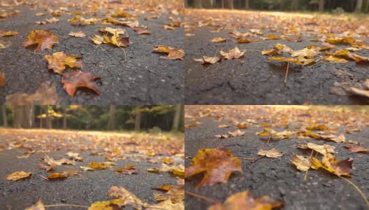 特写:秋末雨后，枯死的落叶铺在潮湿的路面上高清在线视频素材下载