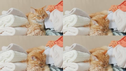 可爱的姜黄色小猫睡在一堆针织衣服上。暖和的针织毛衣和围巾叠成一堆。毛茸茸的宠物在羊毛衫中间打盹。舒适的家庭背景高清在线视频素材下载