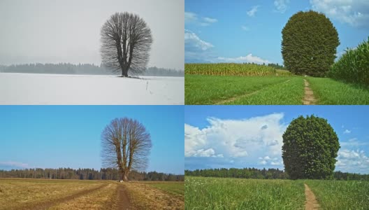完全循环:一棵高大的树在四季中独自站在草地上，凝视着冬天并在冬天结束高清在线视频素材下载