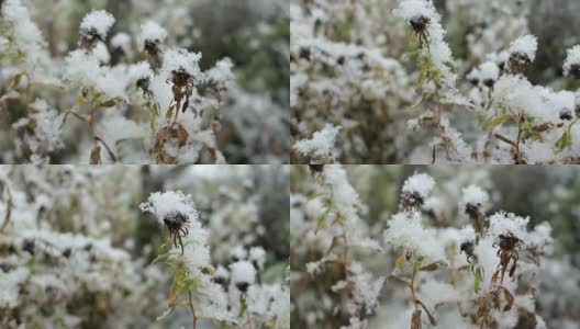 雪苑在冬天开花。雪落高清在线视频素材下载