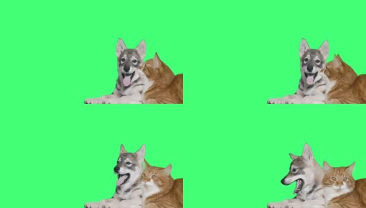 哈士奇狗和红猫看着绿色的屏幕高清在线视频素材下载