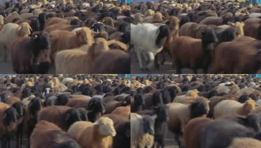 羊。在农场饲养羊羔。绵羊在草地上吃草高清在线视频素材下载