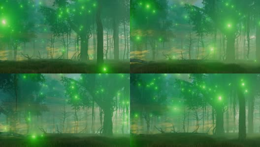 迷雾之夜的魔法森林高清在线视频素材下载