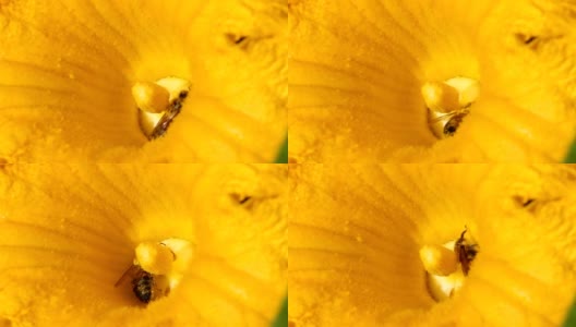 蜜蜂收集花粉近距离高清在线视频素材下载