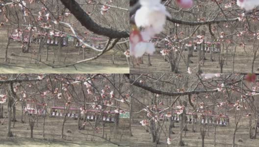 日本。3月初。Tochige市公园里的游乐火车和樱花。高清在线视频素材下载
