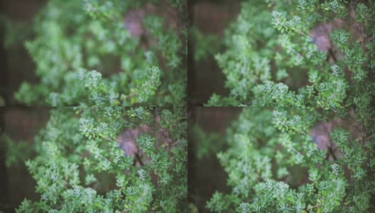 植物在花园里生长。高清在线视频素材下载