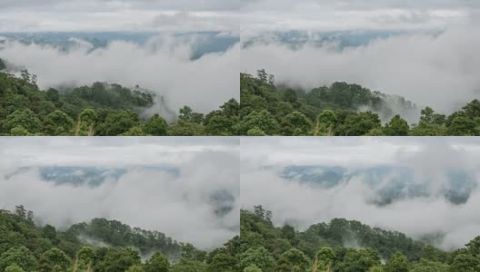 移动的雾在雨林，缩放时间流逝高清在线视频素材下载