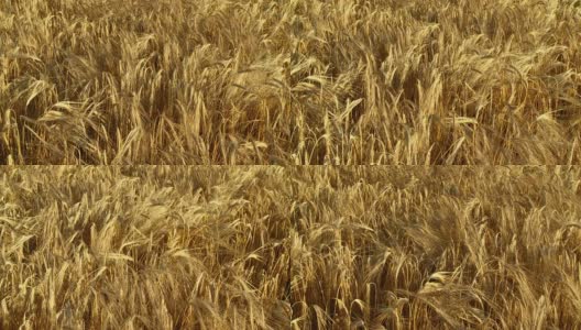 高清慢镜头:成熟的小麦高清在线视频素材下载