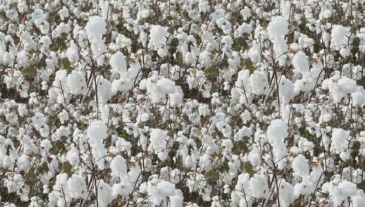 棉花种植场高清在线视频素材下载