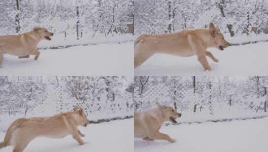 慢动作小狗在雪中奔跑高清在线视频素材下载