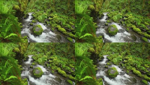 戈尔顿河穿过茂密的雨林，哥伦比亚河峡谷，美国俄勒冈州高清在线视频素材下载